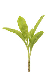 Scadoxus multiforus leaves