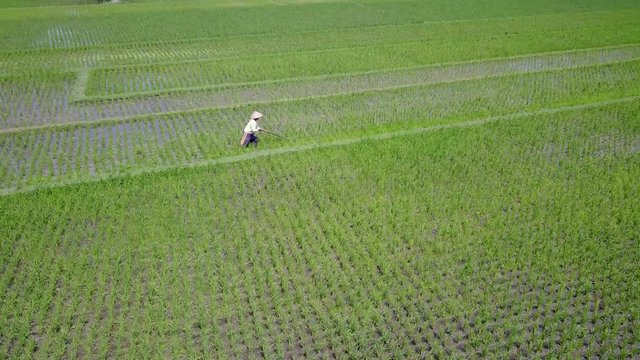 Yogyakarta, Indonesia. August 07, 2017: Beautiful aerial scenery footage of a male farmer working on paddy fields in Yogyakarta, Indonesia. Shot in 4k resolution