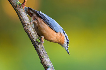 Eurasian Nuthatch on a branch