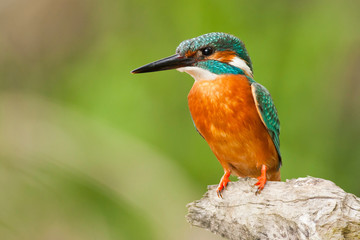 Common kingfisher on a branch