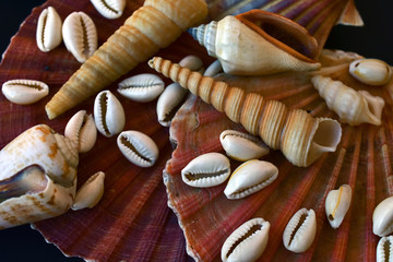 conjunto de conchas marinas