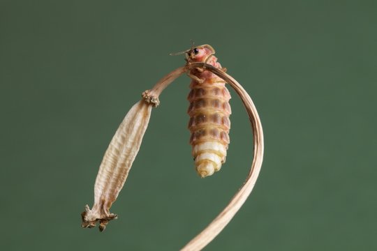 lucciola femmina, Lampyris noctiluca 