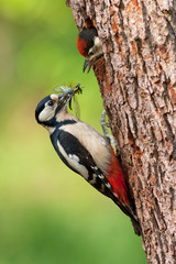 Female great woodpecker feeding youngster popping from a tree