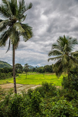 Fototapeta na wymiar Rice fields near Marojejy national park