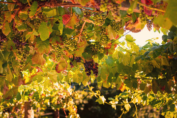 The vineyard