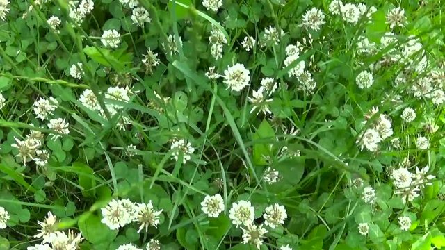White clover flover in the field. HD video footage circular camera movement