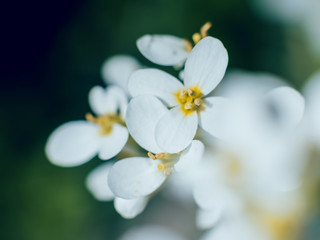 Spring flowers with blurred background.