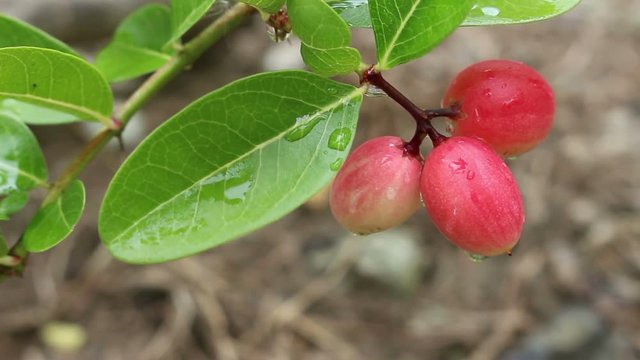 Karanda fruit