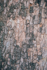 Old wood tree texture. Background. Pattern
