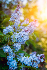 Spring flowers with blurred background.