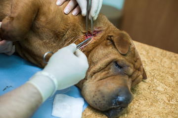 Veterinarian doing surgery on the neck of the dog breed Shar Pei