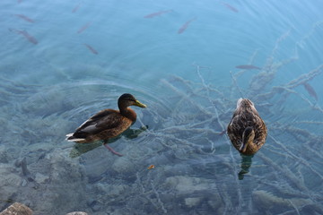 Kaczki - jezioro © Aurelia