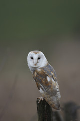 Barn Owl