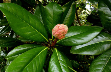 Pigna di magnolia