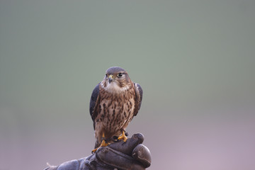 Merlin