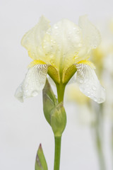 Yellow flowers of the iris and dew drops.