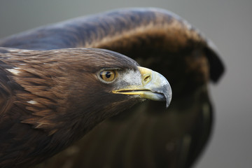 Golden Eagle