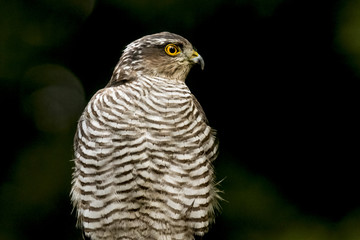 Sparrow-hawk