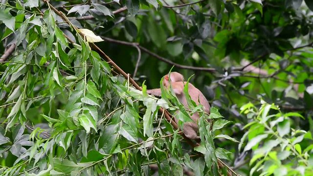 Naughty childhood monkey jumping on tree.
Relationship of monkey family,Northern pig-tailed macaque ( Macaca leonina ) ,Khao Yai national park,Thailand.

