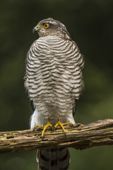 Sparrow-hawk