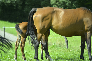 Junges Fohlen mit Mutter auf der Weide