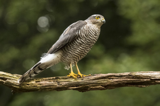Sparrow-hawk
