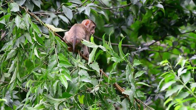 Naughty childhood monkey jumping on tree.
Relationship of monkey family,Northern pig-tailed macaque ( Macaca leonina ) ,Khao Yai national park,Thailand.
