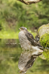 Sparrow-hawk