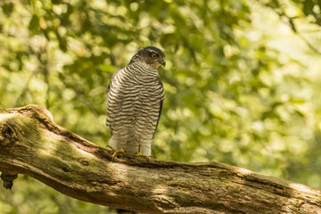 Sparrow-hawk