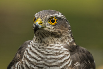 Sparrow-hawk