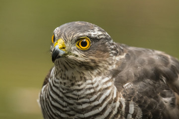 Sparrow-hawk