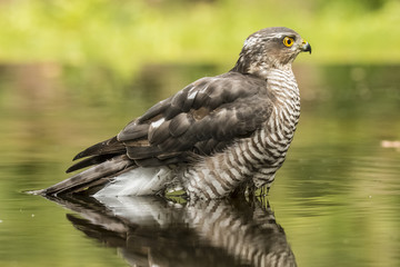 Sparrow-hawk