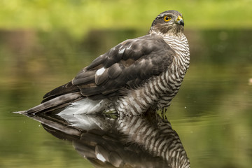 Sparrow-hawk