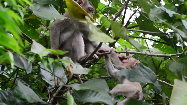 Naughty child monkey playing with parent on tree and looking at camera.
Relationship of monkey family,Northern pig-tailed macaque ( Macaca leonina ) ,Khao Yai national park,Thailand.