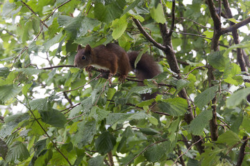 Eichhörnchen im Haselnussstrauch sammelt Wintervorräte