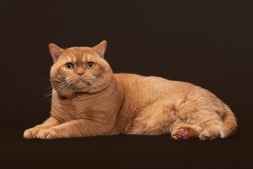 Cat. Red british male cat on dark brown background