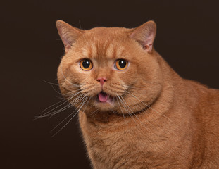 Cat. Red british male cat on dark brown background