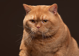 Cat. Red british male cat on dark brown background