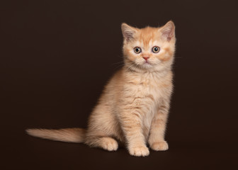 Cat. Young red british kitten on dark brown background
