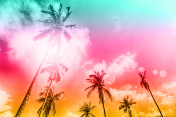 palm trees on a beautiful clouds