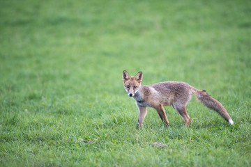 Obraz premium Renard roux