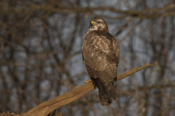 Buzzard