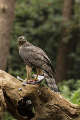 Hawk
