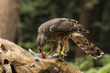 Hawk