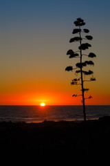 Silhouettes at sunset on the beach of La Barrosa, Sancti Petri, Cadiz, Spain
