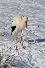 Storch im Schnee