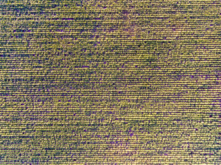 Aerial top view of sugar cane farm, plants texture background
