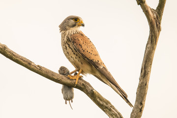 Kestrel