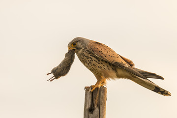 Kestrel