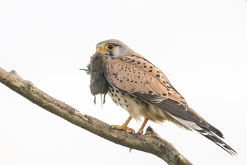 Kestrel